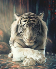 white-tiger-calm-superpower